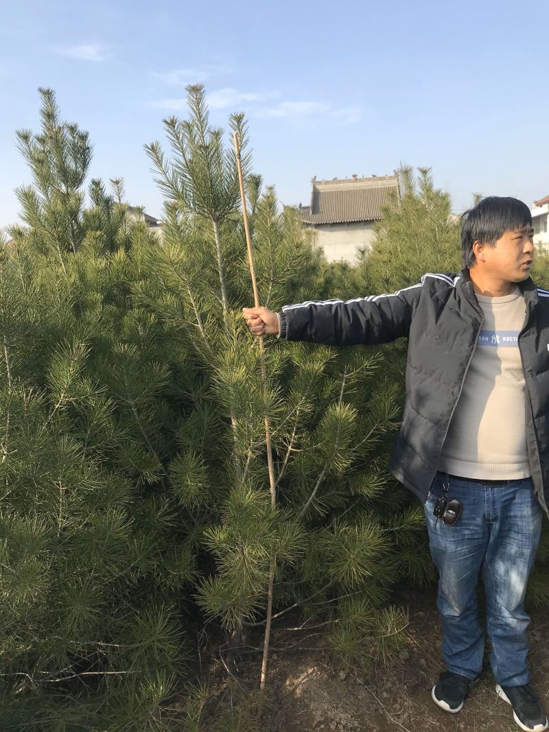 绿化白皮松1.5~3米