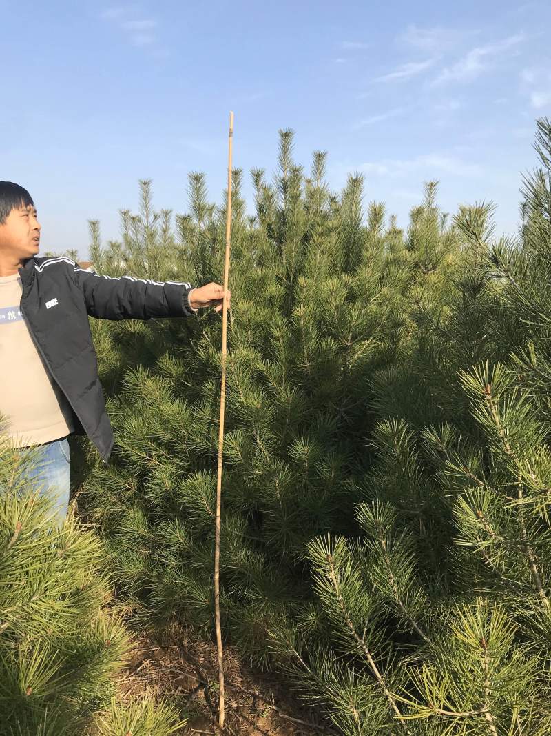 绿化白皮松1.5~3米