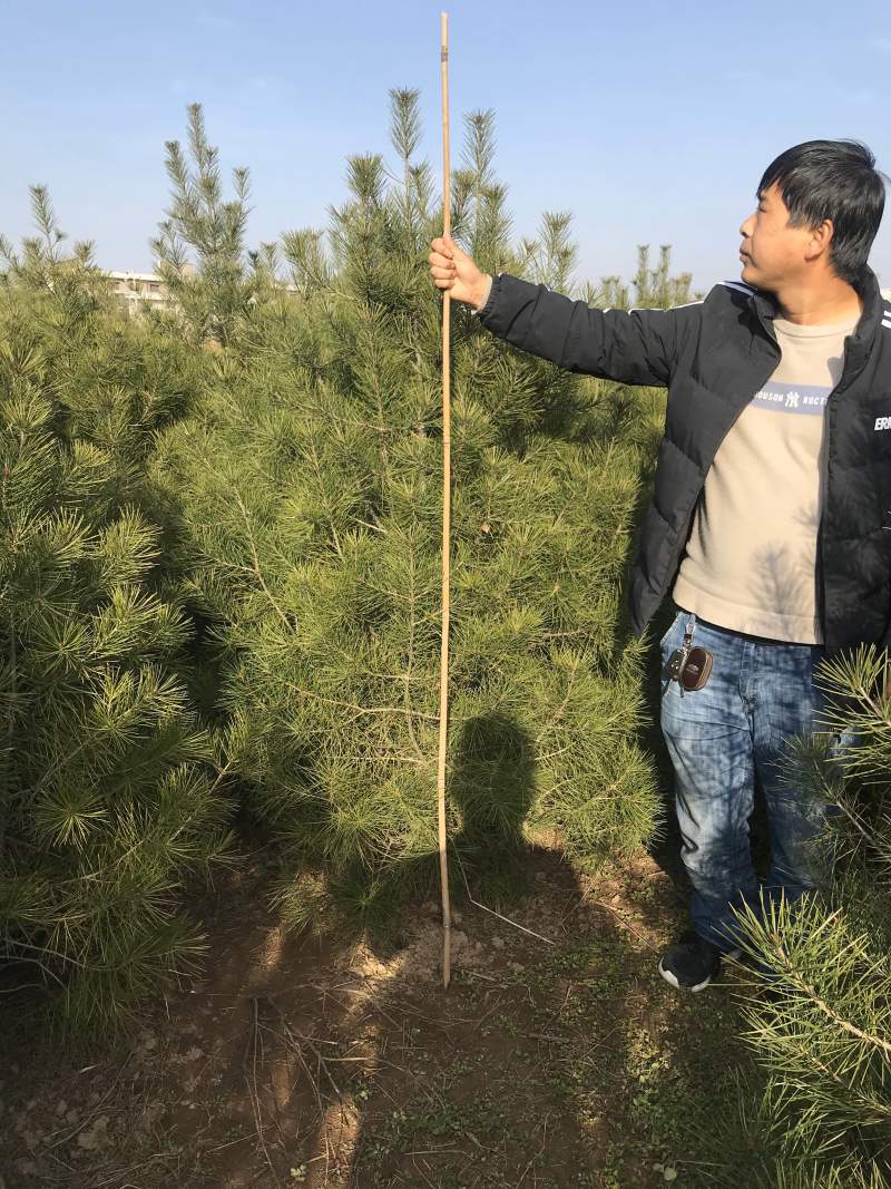 绿化白皮松1.5~3米