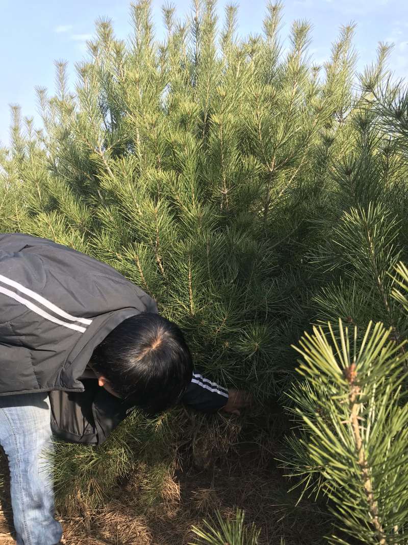 绿化白皮松1.5~3米