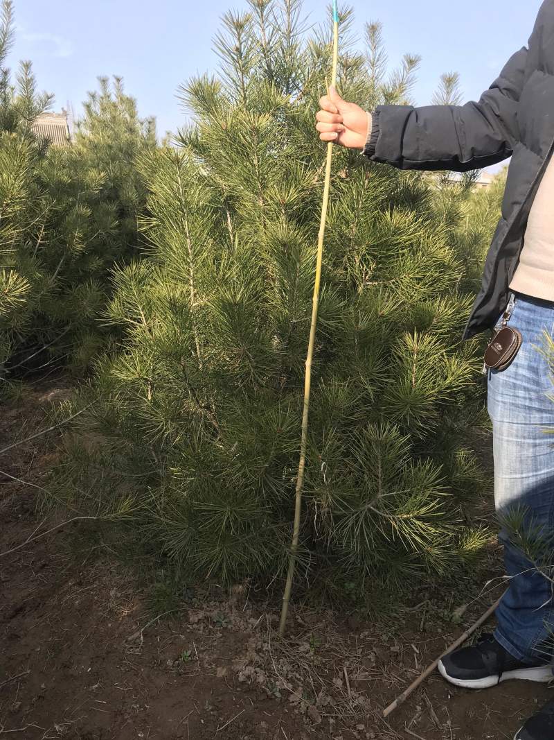 绿化白皮松1.5~3米