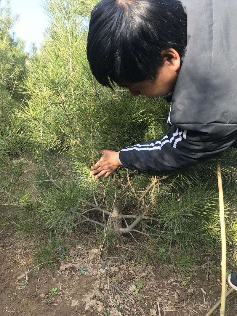 绿化白皮松1.5~3米