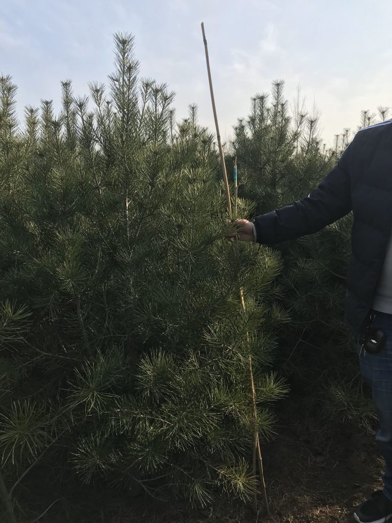 绿化白皮松1.5~3米