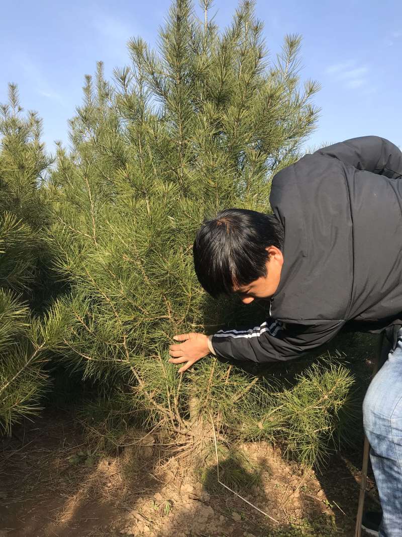 绿化白皮松1.5~3米