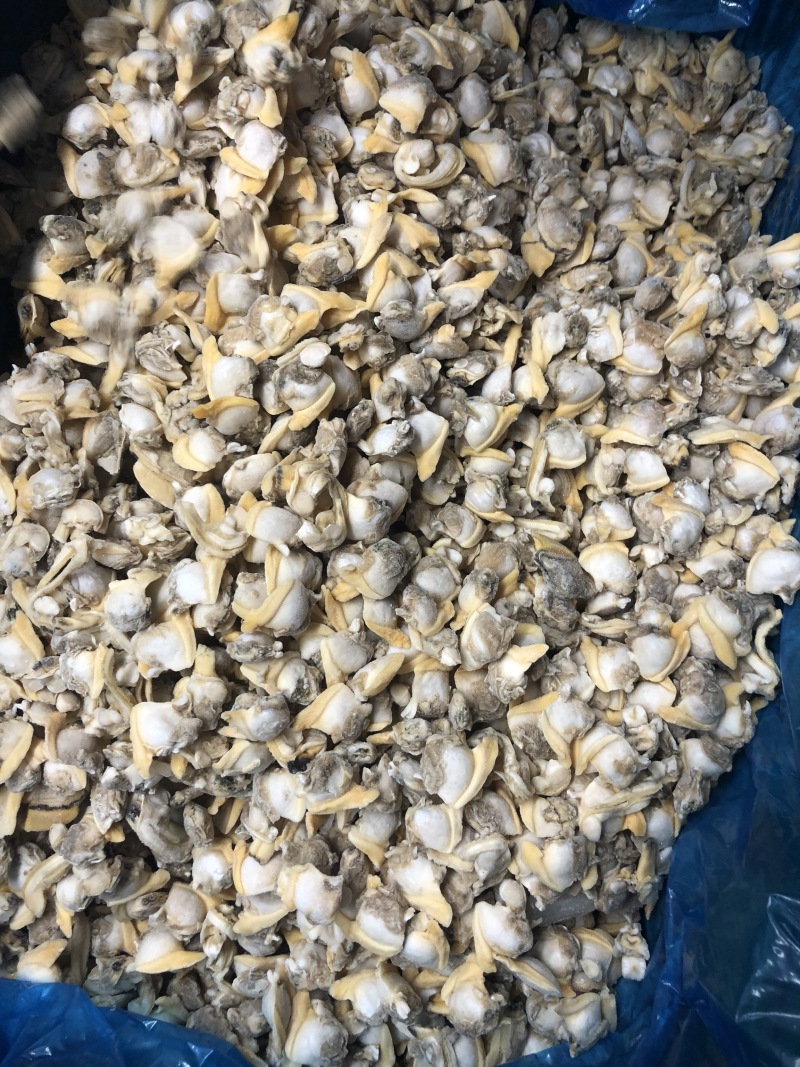 花蛤肉碎肉无沙干冰原汁原味有视频实拍