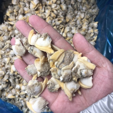 花蛤肉碎肉无沙干冰原汁原味有视频实拍
