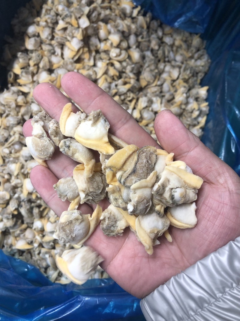 花蛤肉碎肉无沙干冰原汁原味有视频实拍