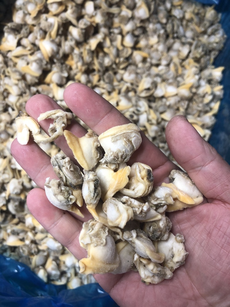 花蛤肉出口碎肉干冰无沙图片实拍大规格中规格