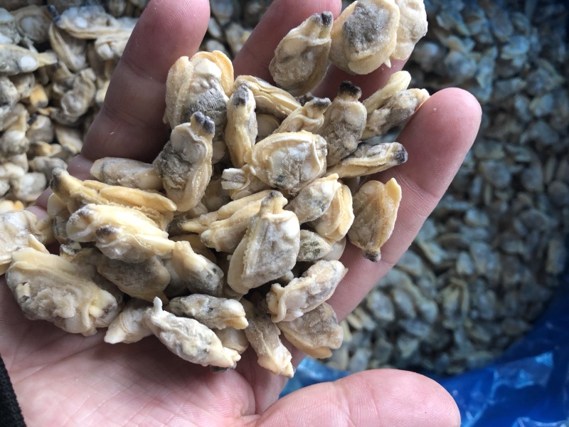 花蛤肉原汁小规格无沙