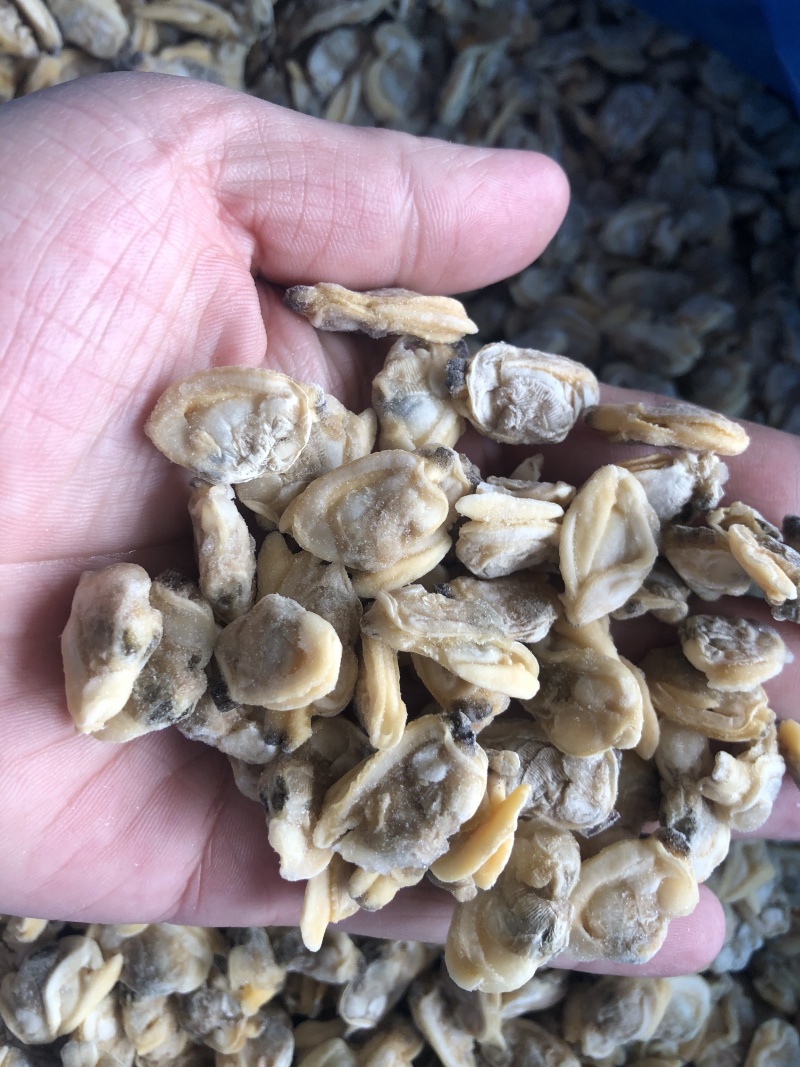 花蛤肉原汁小规格无沙