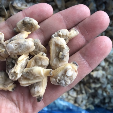 花蛤肉原汁小规格无沙