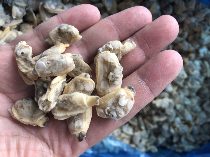 花蛤肉原汁小规格无沙