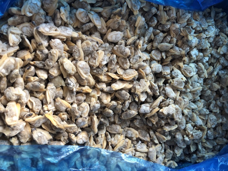 花蛤肉原汁小规格无沙