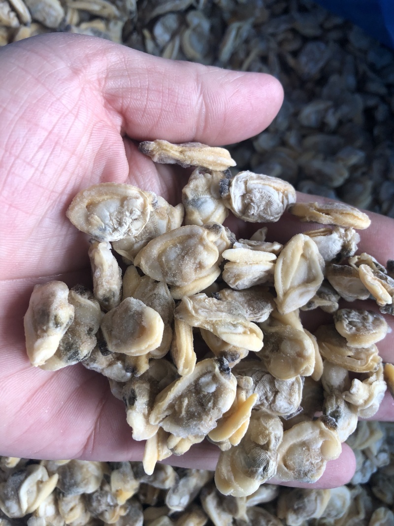 花蛤肉原汁小规格无沙