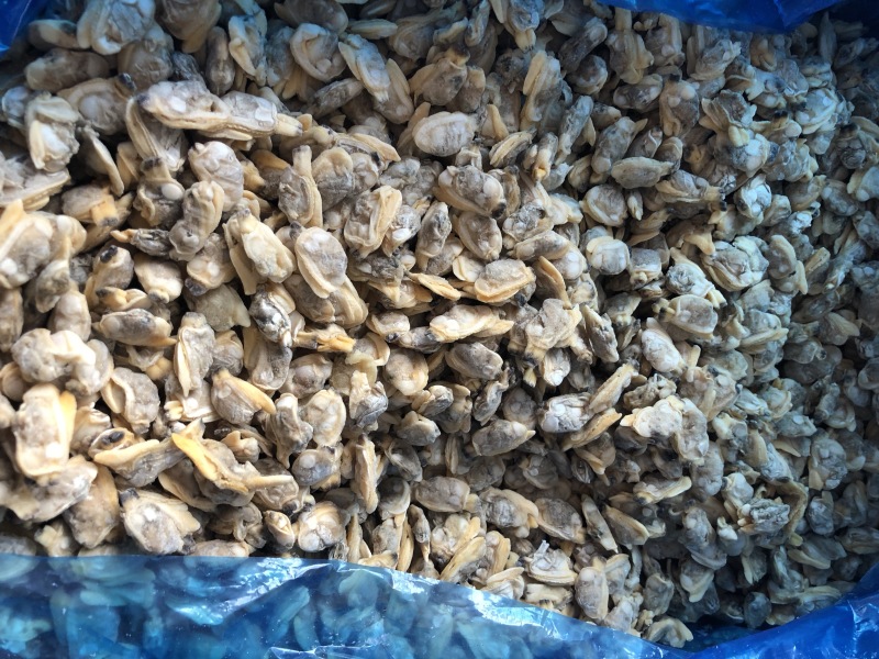 花蛤肉原汁小规格无沙