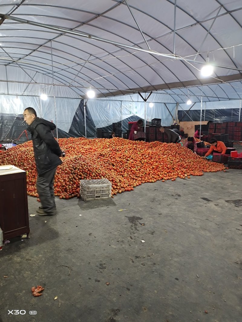 温州电商西红柿，中国生态镇万亩西红柿成熟上市销售