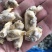 花蛤肉原汁小规格无沙