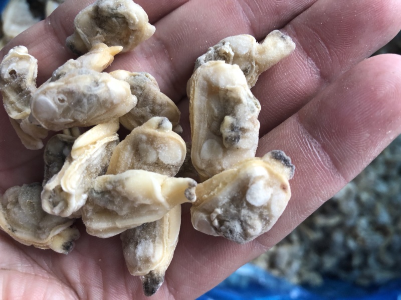 花蛤肉原汁小规格无沙