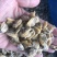 花蛤肉原汁小规格无沙