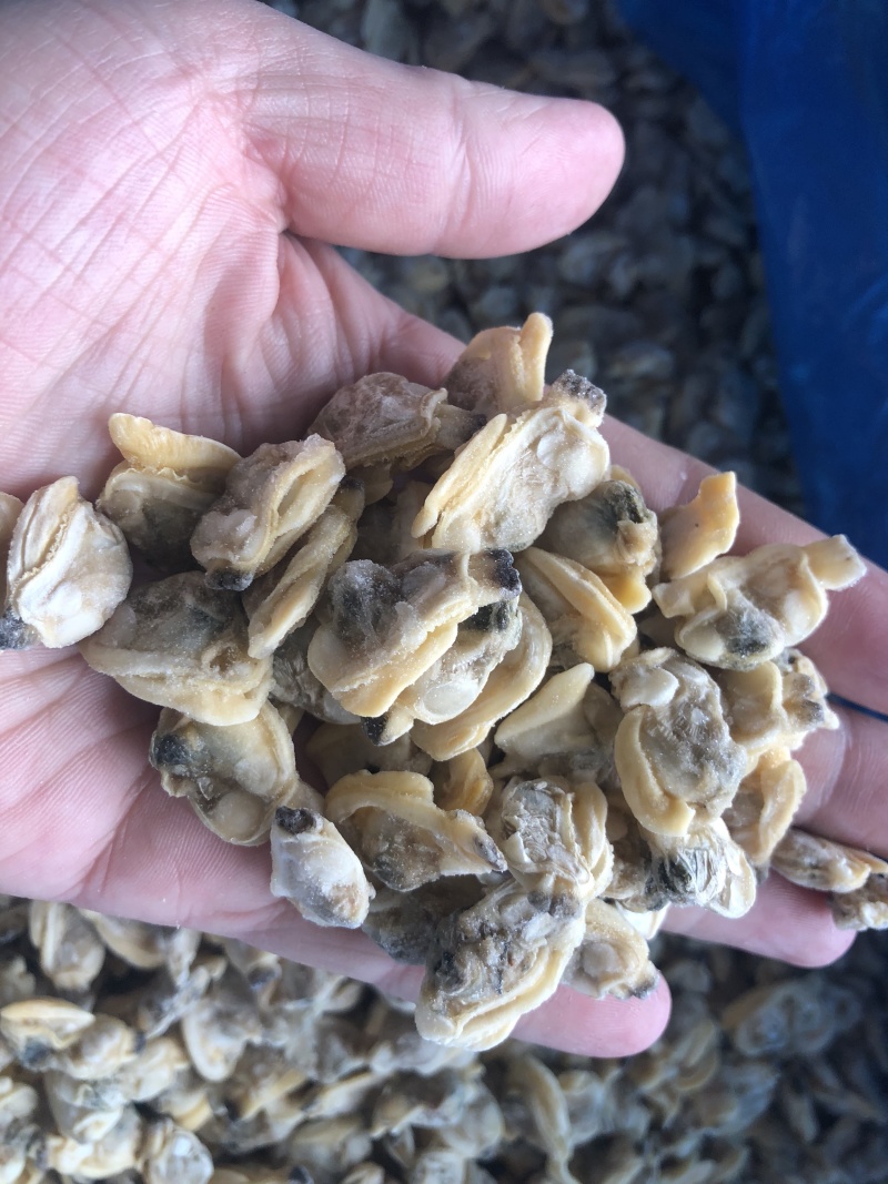 花蛤肉原汁小规格无沙