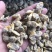 花蛤肉原汁小规格无沙