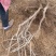 葡萄树淘宝，占地用苗圃直发产量高发货快免费技术指导