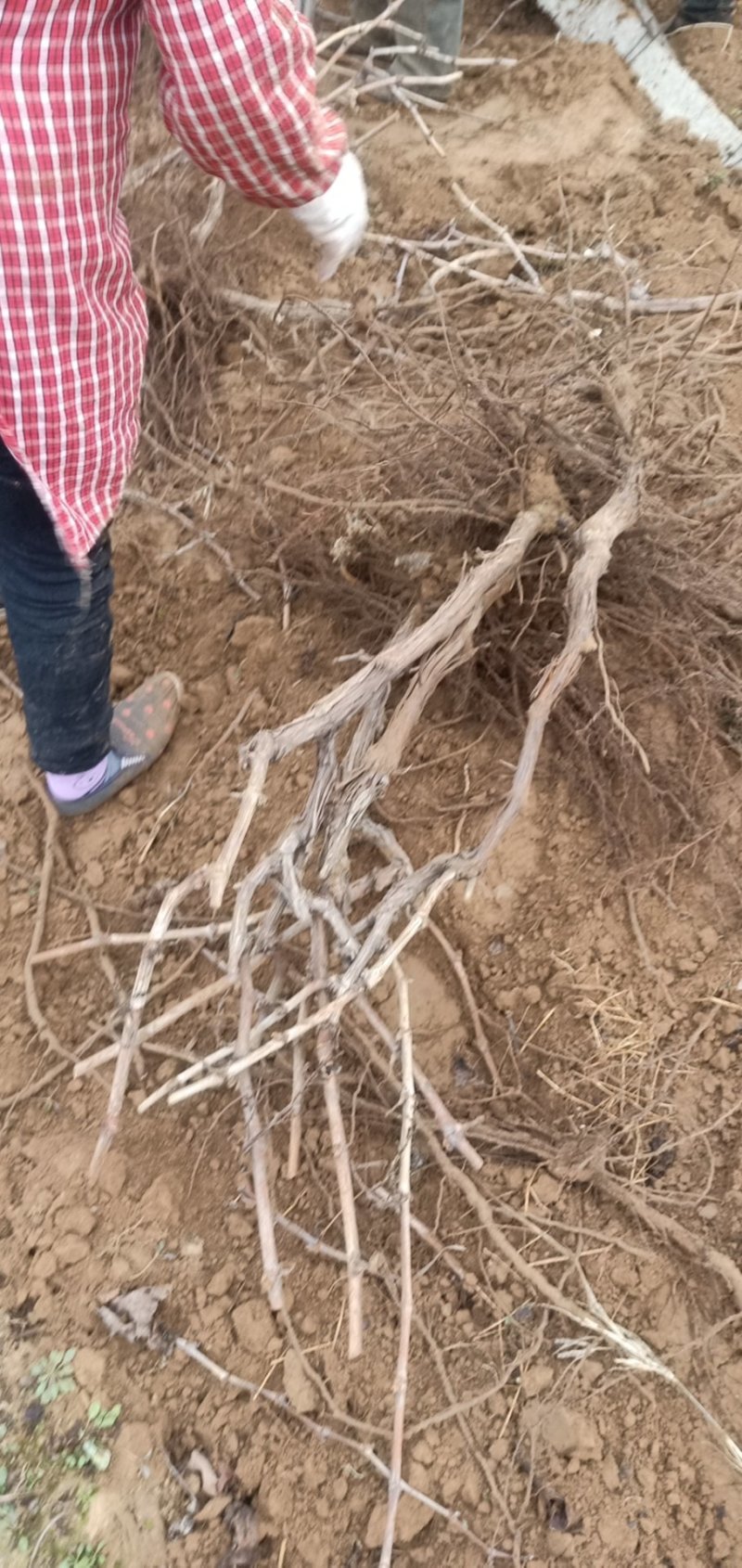 葡萄树淘宝，占地用苗圃直发产量高发货快免费技术指导