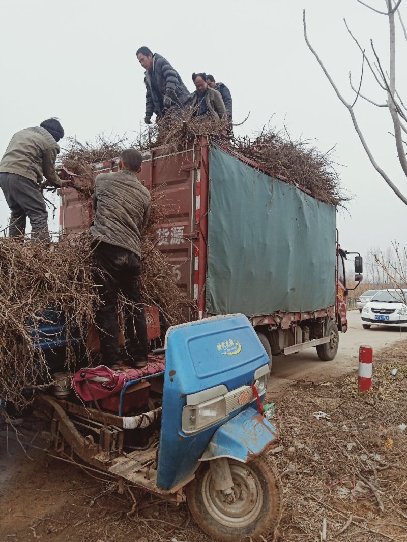 葡萄树淘宝，占地用苗圃直发产量高发货快免费技术指导