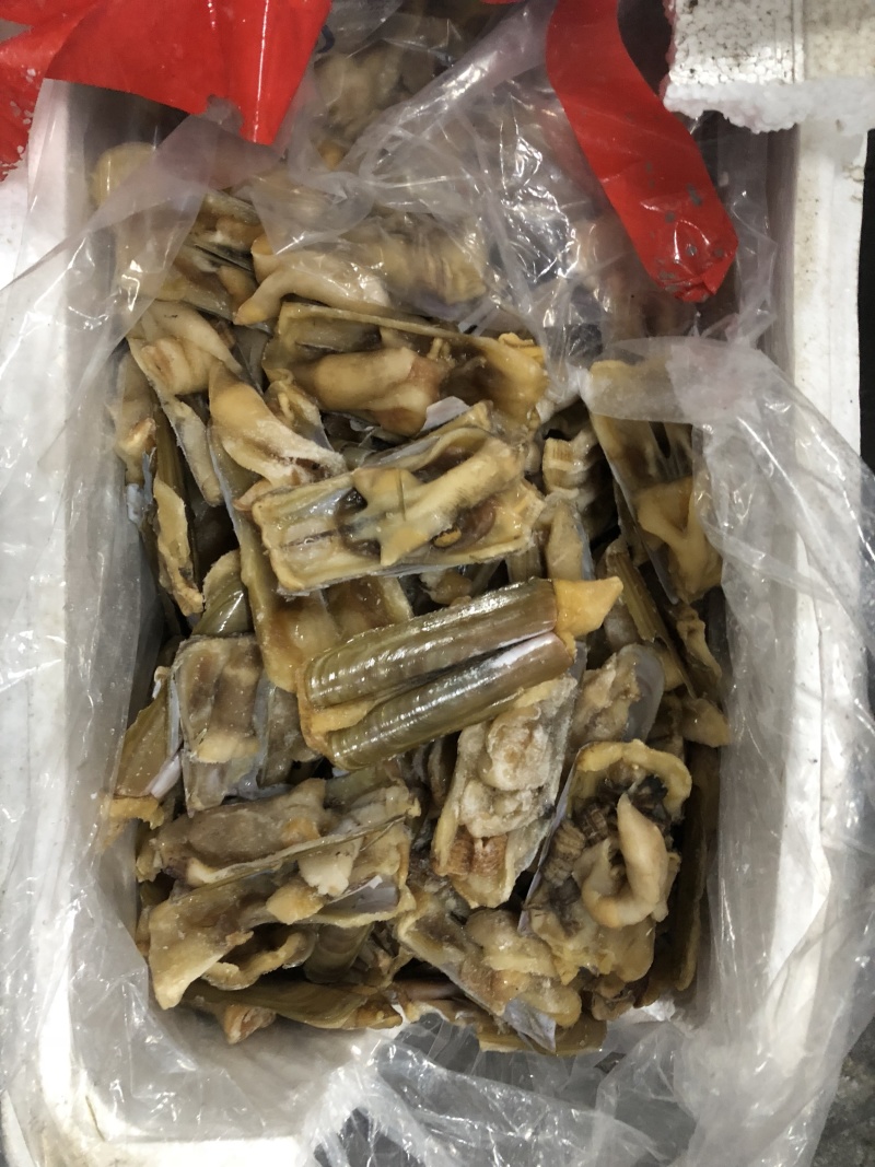 蛏子王开壳去脏无沙