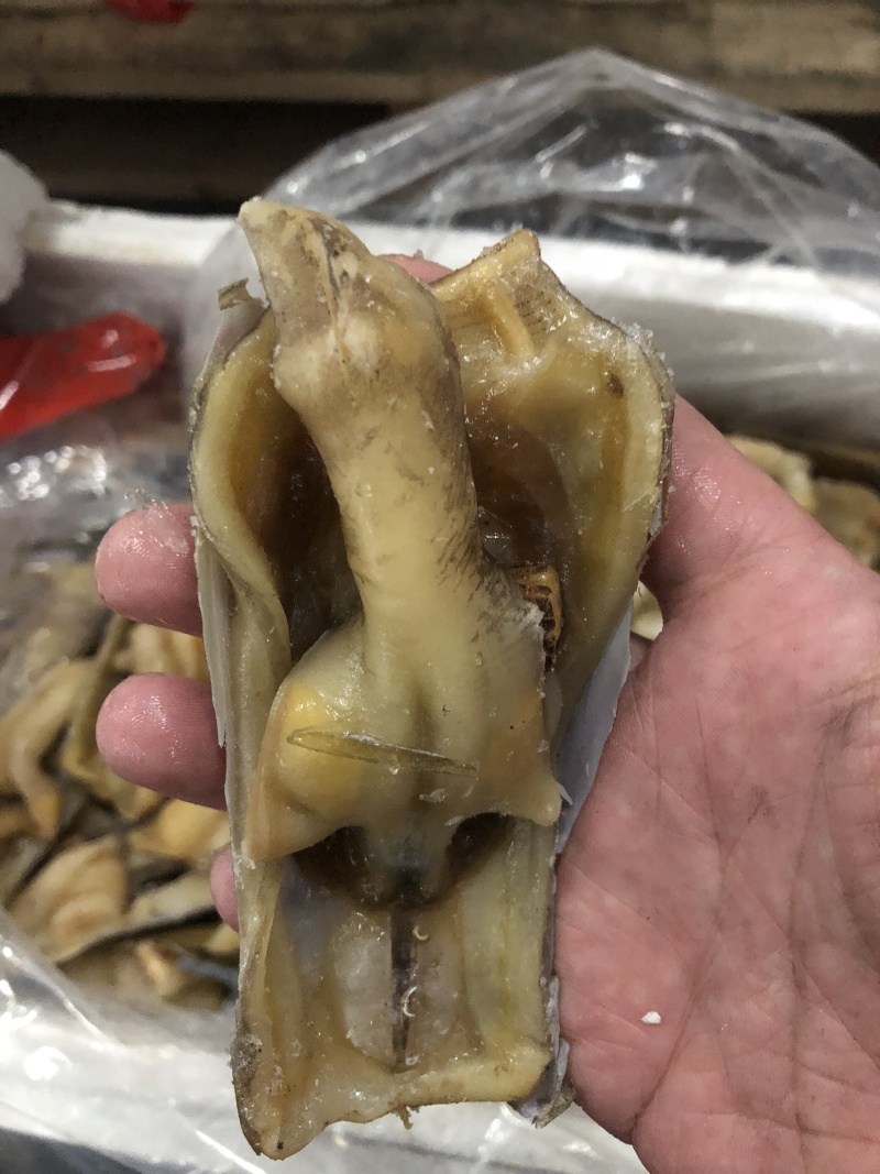 蛏子王开壳去脏无沙