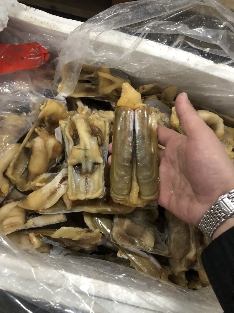 蛏子王开壳去脏无沙