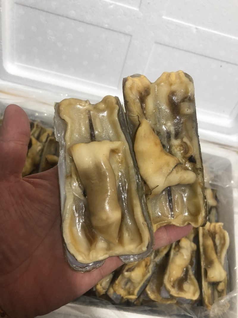 蛏子王开壳去脏无沙