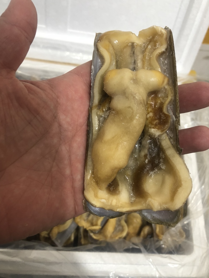 蛏子王开壳去脏无沙