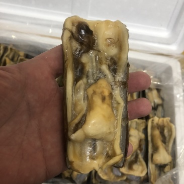 蛏子王开壳去脏无沙
