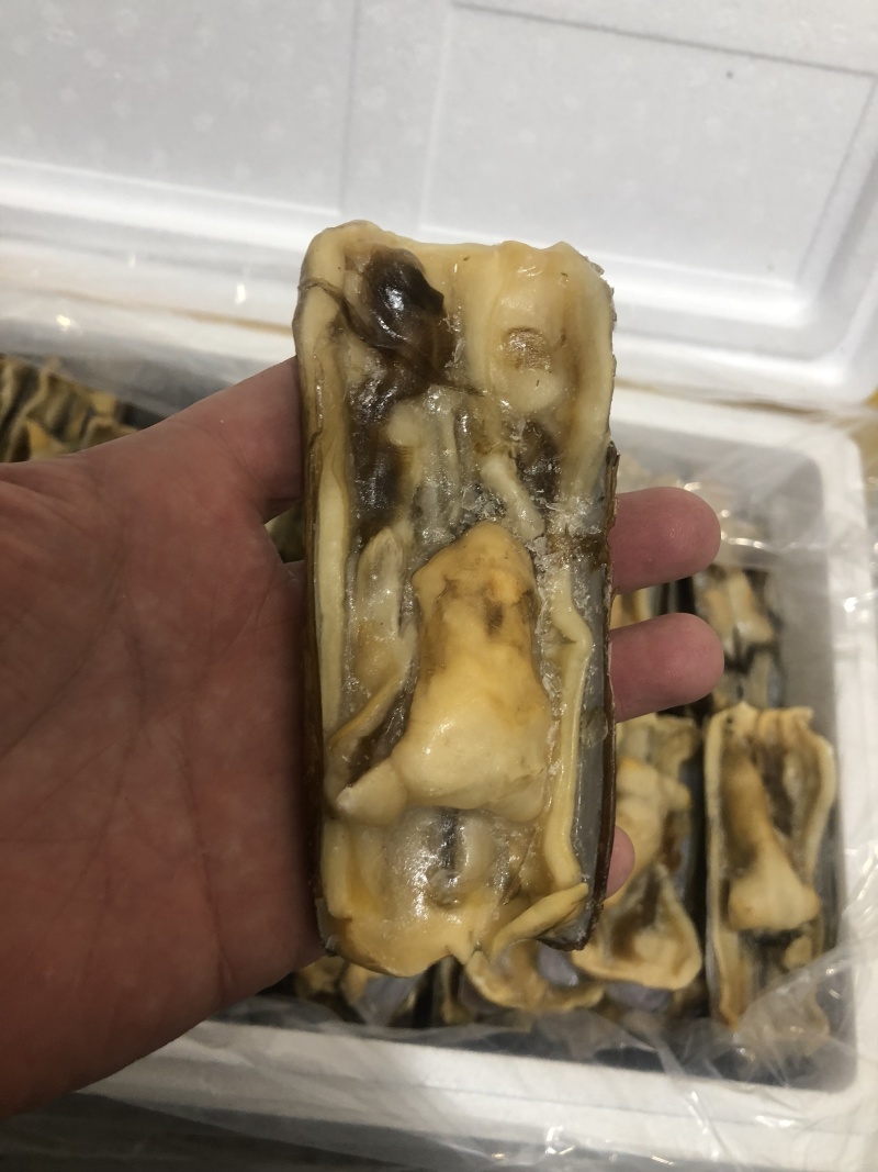 蛏子王开壳去脏无沙