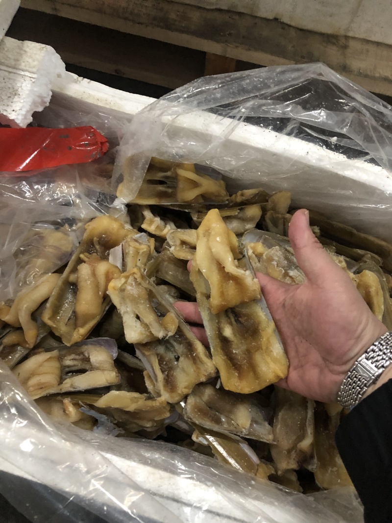 蛏子王开壳去脏无沙