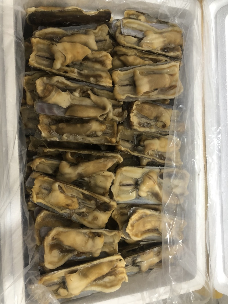 蛏子王开壳去脏无沙