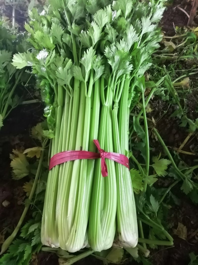 西芹，芹菜，香芹，细，中，粗，颜色黄绿，