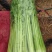 西芹，芹菜，香芹，细，中，粗，颜色黄绿，