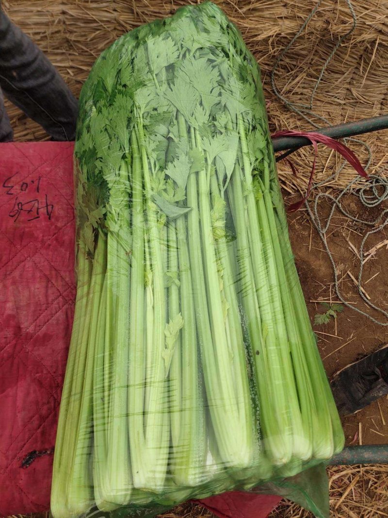 西芹，芹菜，香芹，细，中，粗，颜色黄绿，