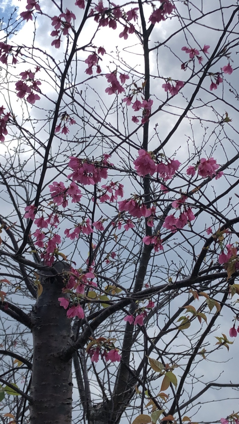 福建山樱花🌸三公分