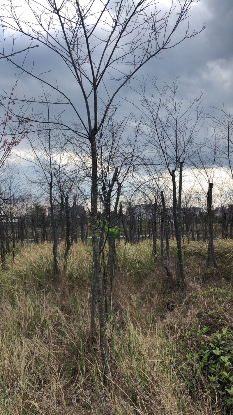 福建山樱花🌸三公分