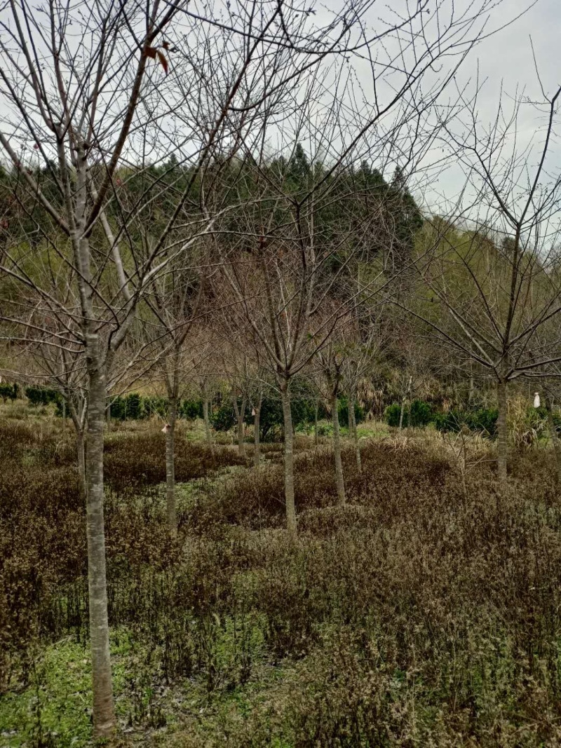福建山樱花🌸三公分