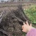 福建山樱花🌸三公分