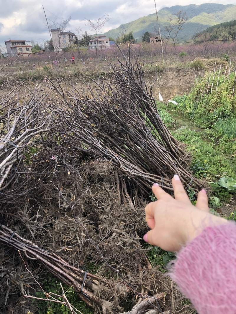 福建山樱花🌸三公分
