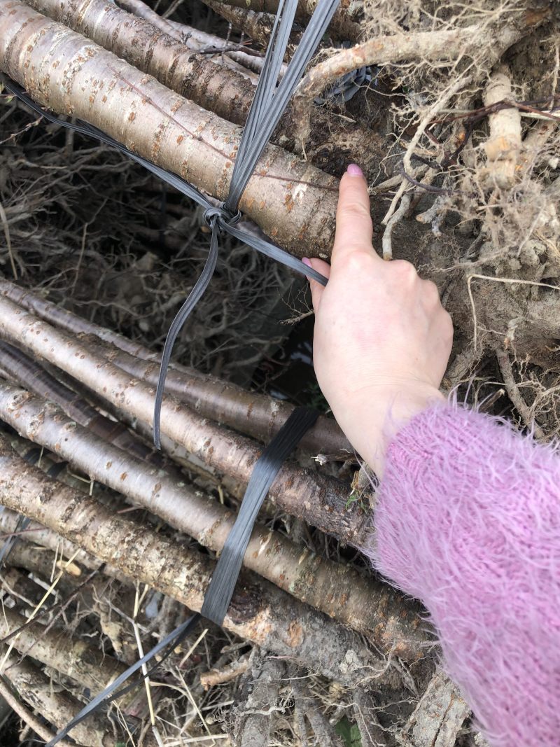 福建山樱花🌸三公分