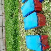 合肥人在上海种菜苔