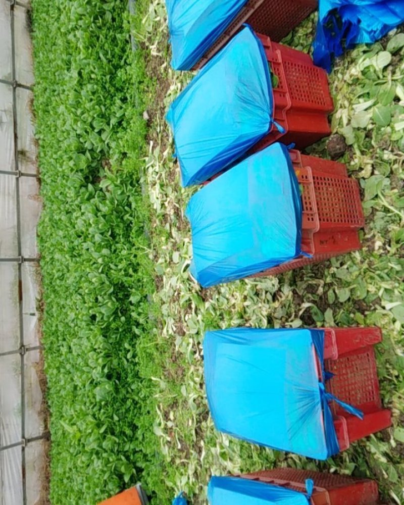 合肥人在上海种菜苔
