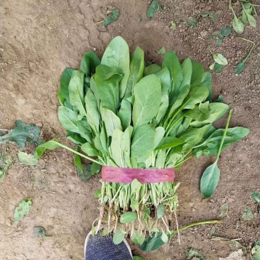 永年小叶菠菜大量上市供应中