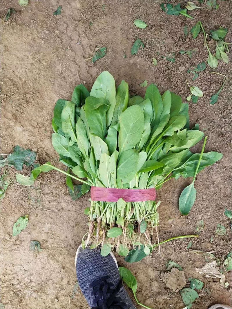 永年小叶菠菜大量上市供应中